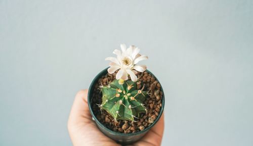 Close-up of hand holding small plant against white background