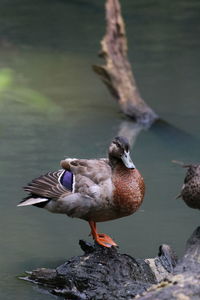 Close-up of duck in lake