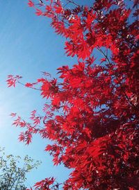 Low angle view of trees