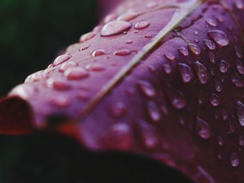 Close-up of wet purple flower