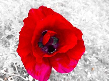 Close-up of red flower