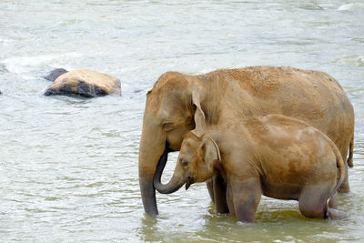 Parent and child elephants in pinnawala elephant orphanage sri lanka