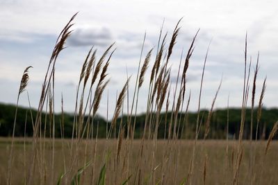 Close-up of wheat field against sky