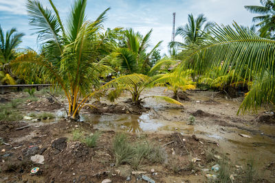 Palm trees on field against sky