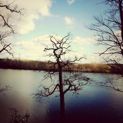 Bare trees on lakeshore