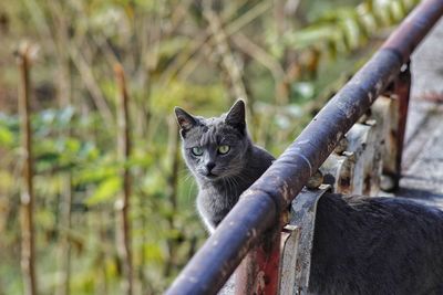 Portrait of cat