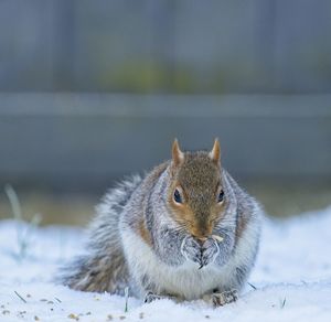 Close-up of squirrel on snow