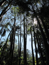 Low angle view of trees in forest