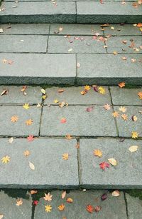 High angle view of maple leaves on street