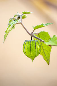 Close-up of fresh green leaf against white background