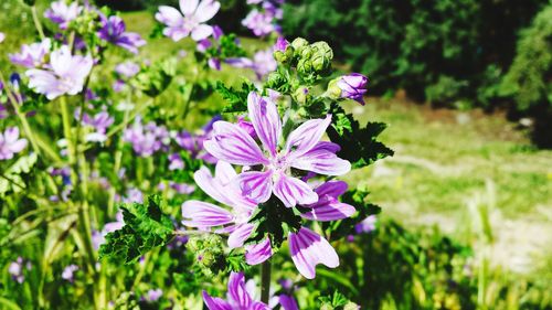 Close-up of purple flowers