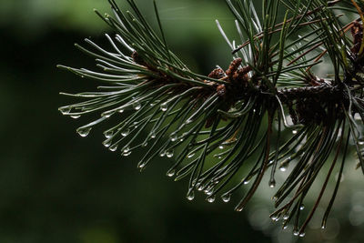 Close-up of raindrops on fir tree