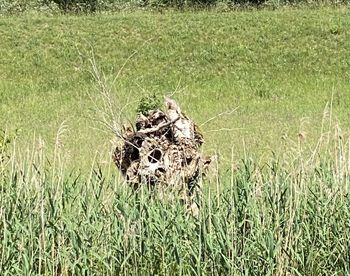 High angle view of a reptile on a field