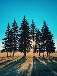 Silhouette trees on field against clear sky during winter
