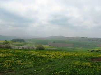 Scenic view of field against sky