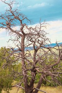 Low angle view of bare tree against sky