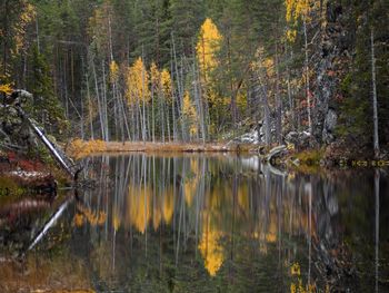 Scenic view of lake in forest