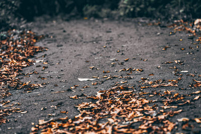 High angle view of leaves on field during autumn