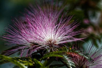 Close-up of purple flowering plant