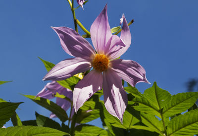 Blossom lavender flower of bell tree dahlia -dahlia imperialism -against the blue sky