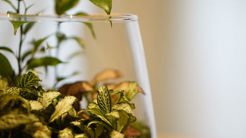 Close-up of potted plant