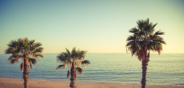 Palm tree on beach against clear sky