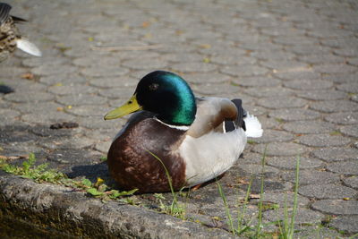 Close-up of male mallard duck on footpath