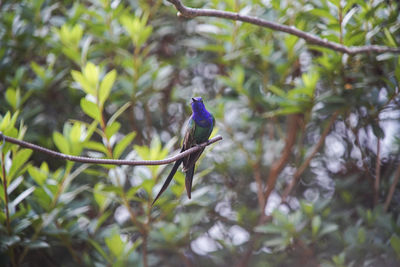 Bird perching on a branch