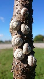 Close-up of snail