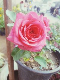 Close-up of rose in pot
