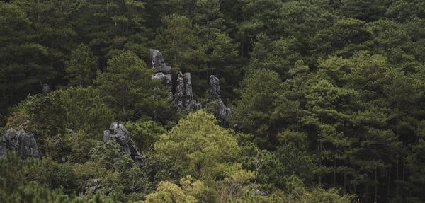 High angle view of trees in forest