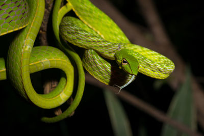 Close-up of green lizard