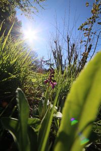 Plants growing on field against sky on sunny day