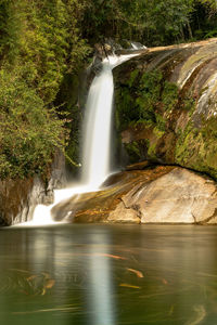 Scenic view of waterfall in forest