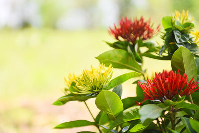 Close-up of red flowering plant