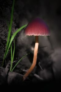 Close-up of fly agaric mushroom