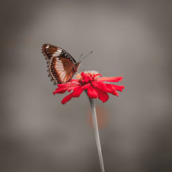 Butterfly on flower