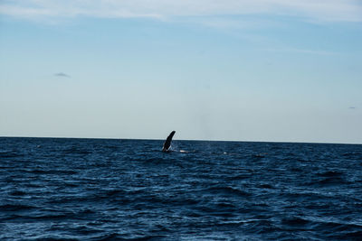 Man surfing in sea against sky