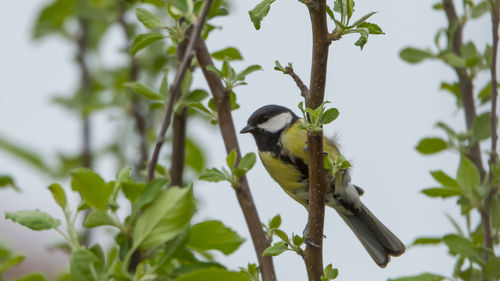 Low angle view of bird perching on tree