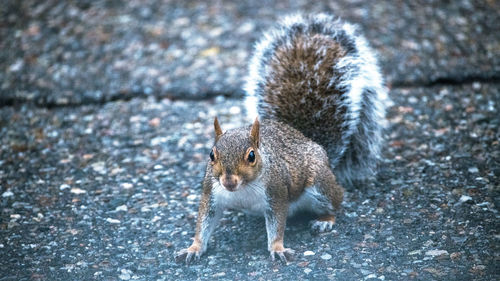 High angle view of squirrel on street