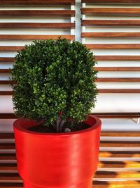 Close-up of potted plant against window