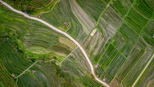 Full frame shot of agricultural field