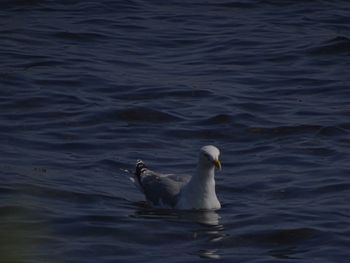 View of ducks swimming in lake