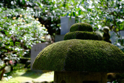 Close-up of tree trunk