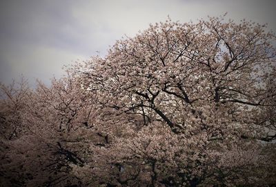 Low angle view of cherry blossoms