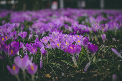 Close-up of pink crocus flowers on field