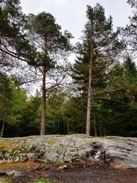 Trees in forest