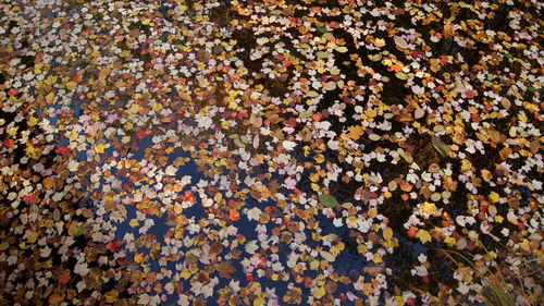 Full frame shot of colorful leaves