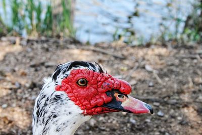 Close-up of red bird