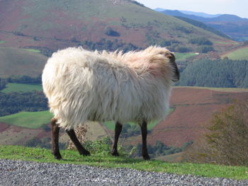 Sheep on field against mountains